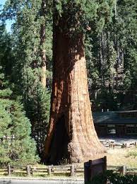 Der mammutbaum fasziniert alle durch seine wahnsinnige, alles überragende größe. Mammutbaum Picture Of Sequoia And Kings Canyon National Park California Tripadvisor