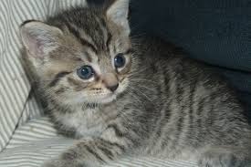 Black And Grey Tabby Kittens For Sale Adorable Grey Brown Stripy Tabby Kitten For Sale Smethwick West Midlands Pets4homes Tabby Kittens For Sale Grey Tabby Cats Grey Tabby Kittens