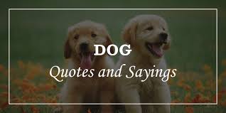 Their name was instilled by their love of water and ability to retrieve animals undamaged. 93 Dog Quotes And Sayings Will Tell The Greatness Of Dogs Dp Sayings