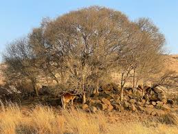 Image result for Pleurostylia capensis