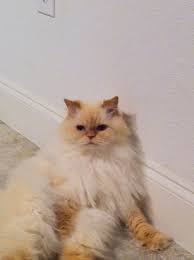 They much prefer to be left to their own devices off in a corner, being the perfect poofy wallflower. 21 Himalayan Flame Point Ideas Cats Flames Pets