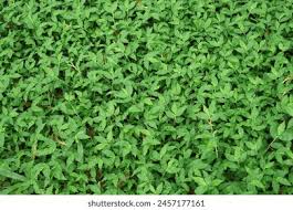 Image result for Oplismenus burmannii