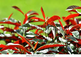 Image result for Excoecaria