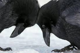 Ravens Beautiful Birds Crow Bird Photography