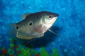 Aquarium Industries - Care Sheets For Bettas And Gouramis