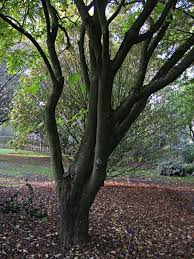 Image result for Morus indica