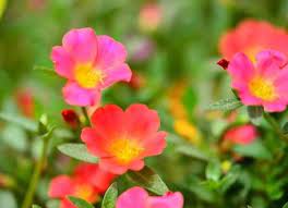 18 plants perfect for hanging baskets flower moss rose basket phalaenopsis orchids