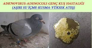 Guvercinlerde Asiri Su Icme Adenovirus Mehmet Hocam