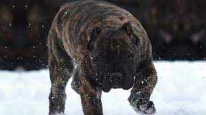 With their breeder, waiting for you! Presa Canario Dog Breed Information And Pictures