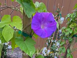 Image result for Ipomoea dichroa