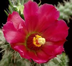 Image result for Opuntia imbricata
