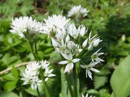 See full list on mygardenguide.com 20 Seeds Wild Garlic Fresh This Seaon S Harvest From My Garden Other Seeds Bulbs Yard Garden Outdoor Living