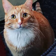 Is That A Treat Mommy Tabbycats Tabbysofinstagram Cats Of Day Catloversclub Catsoftheday Cats Of The World Catsofgram Cats Tabb Tekir Kediler Kedi