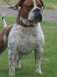 Buy a leavitt puppy a true family dog and loyal freind. Leavitt Bulldog American Bulldog Puppies Scary Dogs Bulldog