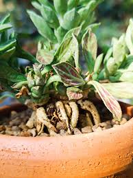 Image result for Monadenium lugardiae