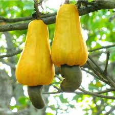 We did not find results for: Buy Fruits Tree Seeds Online Rarexoticseeds
