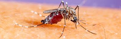 What are the effects of the asian tiger mosquito? Asian Tiger Mosquito How To Prevent Its Spread