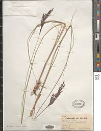 Image result for Bewsia