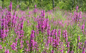 Pin On Native Planting Ideas And Swale