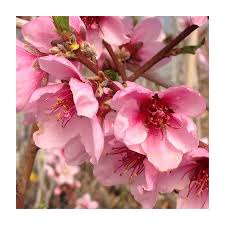 Image result for Prunus persica