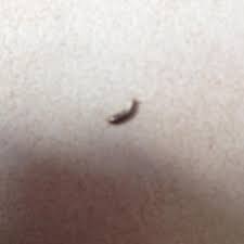 Sprawdź słowa piosenki silberfische in meinem bett fettes brot, zobacz teledysk. Was Ist Das Hilfeeeee Silberfisch Silberfische