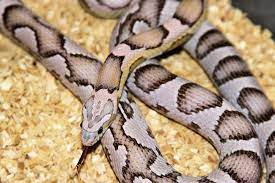 Bernadette The Source Corn Snake Snake Snake Breeds