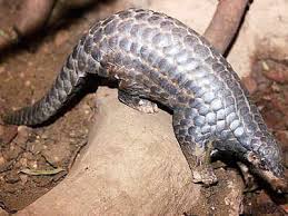 Scale your defi trading with pangolin. Wildlife Protection 3 Held For Illegal Pangolin Scale Trade