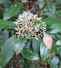 Image result for Viscum cylindricum