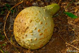 Image result for Lagenaria