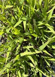 Image result for Chasmanthium latifolium