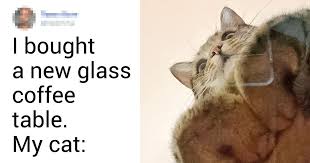 Metal stand with glass center coffee table. 20 Cats Who Always Occupy The Best Hang Out Spot In The House