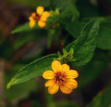 Image result for Aspilia africana