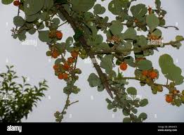 Image result for Rubus ellipticus