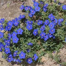 Image result for Anagallis