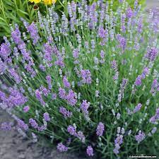 Pin On Garden Ideas