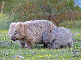 Image result for Common wombat