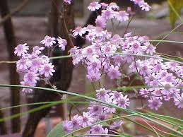 Image result for Cineraria pinnata
