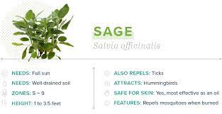 Rosemary grows well in hot and dry conditions and the plant thrives in pots. 15 Plants That Repel Mosquitoes Proflowers