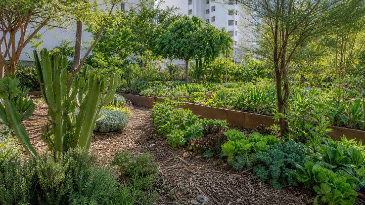 Cultiva Lab une arte e agroecologia em Brasília