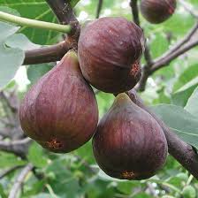 Maybe you would like to learn more about one of these? Fig Tree Chelsea Fgs009 Pomona Fruits
