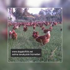 Salma Tavuk Fiyatlari Www Tavukmarketi Com Tavukculuk Tavuk