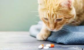 Maybe you would like to learn more about one of these? Try These Tricks The Next Time You Have To Give Your Pet Medication Crossroads Animal Hospital