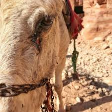 Police said in a facebook post that if they couldn't find the owners, they would be halfway toward a live nativity this christmas season. Petra By Foot How You Can Play A Key Role In The Welfare Of Working Animals My Amman Life