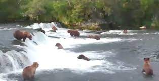 Brooks falls and katmai national park are now accessible by katmai water taxi services, from king salmon, ak. At Katmai National Park In Alaska Bears Rule The New York Times