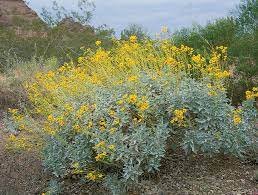 California native tree with yellow flowers. Top 25 Native California Plants Call Realty Best Palos Verdes Homes
