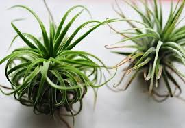 Make a loose basket or spiral shape to hold the plant, and at the other end. How To Grow Air Plants Bob Vila