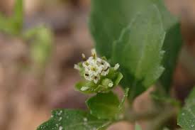 Image result for Acanthospermum