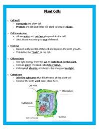 A flexible outer covering that surrounds the cell and allows water and nutrients to enter the cell and for waste to leave. Cells Unit Study Guide 5th Grade Science By Cammie S Corner