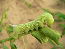 In extreme cases, you may lose all of the leaves on a plant in one night if there are. Tomato Hornworms Natural Insect Pest Control Harvest To Table
