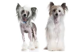 April 19, 2021 18 secrets about how to lose a guy in. Chinese Crested Dog Breed Information Pictures Characteristics Facts Dogtime